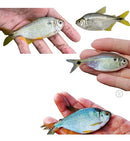 Rede Pesca Lambari Malha 2 X 2cm 20mm Alt 1,52 Fio 0.20mm 05mt